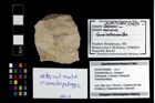 Foto (Objekt + Etikett) von Goniodromites sp.  (NHMW-GEO-2014-0194-0983)